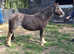 Alys 10.2hh mare