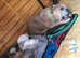 2 puppies ready now female