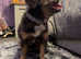 2yr old fluffy frenchie tan/blue