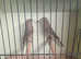 Mexican house finches