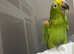 Friendly Talking Very Tame Yellow Crown Amazon Parrot