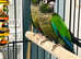 Beautiful green check conure Talking parrot