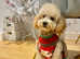 Cute Toy Poodle