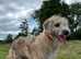 Bedlington whippet