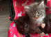 Mainecoons