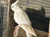 Hand reared albino female cockatiel