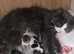 Female kittens need new home