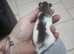 2x baby female rats with starter cage