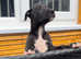 Bull x lurcher pup