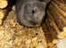 Female rabbit FREE to a good home