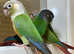 Beautiful young conure parrot