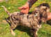 Red merle male cockapoo