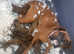 Boxer pups available to reserve! Heart tested parents