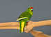 Yellow and Green Kakariki,17
