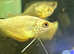 Dwarf Honey Gourami