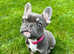 French bulldog pup 5 month (kc) Reg