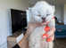 Stunning Persian kittens, Seal Point and Grey Smoke
