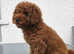 Toy cavapoochon now sold