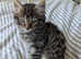 Beautiful Mixed Breed Kittens For Sale - Ready To Go, Last beautiful boy remaining!!
