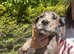 Beautiful pedigree Great Dane puppies