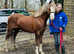 Welsh b stallion