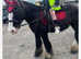 14.1h bombproof cob