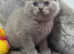 Full pedigree British shorthaired female kitten