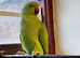 Beautiful baby Indian ringnick parrot