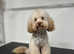 Kc reg Dna tested toy poodle puppies