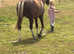 Welsh section B 2yr old filly