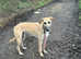 neutered male lurcher 3 years old