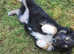 Border Collie Puppies Top Quality