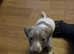 Miniature Dachshund x chihuahua puppies