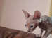 Sphynx kittens for sale