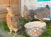 Cream Legbar Female Pullets chickens