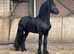 3 y old friesian Stallion