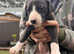 Beautiful Lurcher puppies