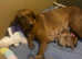 Fox Red Labrador Puppies for Sale KC Registered | Experienced Breeders