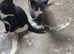 Kittens ready to go