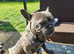 French bulldog male for sale