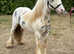 Stunning cob gelding.