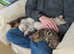 TICA Bombproof Family Bengal Kittens Ready 2nd May