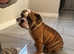 English Bulldog puppies