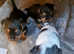 Beautiful Yorkshire x jack Russell puppies