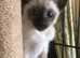 Rare stunning Traditional Siamese kittens