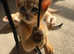 Ruddy and fawn male Abyssinian kittens