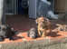 Sealyham terrier X dachshund puppies