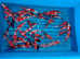 Japanese koi carp for sale by breeder Tanaka k