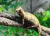 Rarely Available Pair of Brygooi Pygmy Chameleons