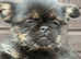 Puppies ready to go now 75% griffon Bruxellois 25% Chihuahua  7 weeks old for sale